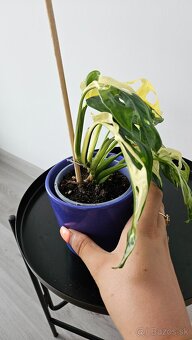 Monstera adansonii veriegata - izbova rastlina - 3