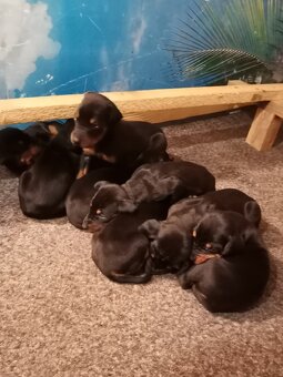 Doberman - 3