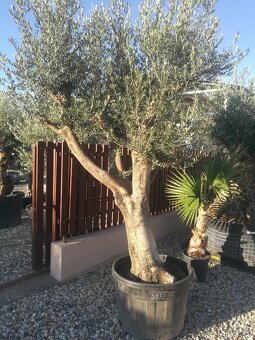 Olivovník bonsai - 3