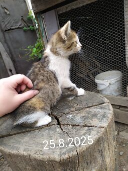 Darujem mačičky - 3