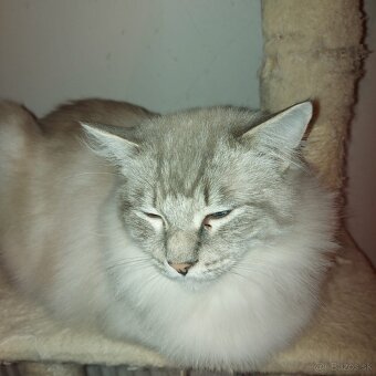 Ponukam kocura ragdoll na krytie - 3