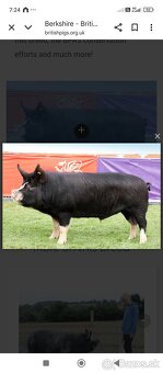 Odstavčata berksire - 3