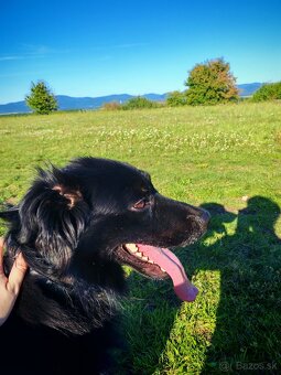 Darujem kríženca labradora - 3