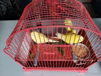 Andulky (Lutino,straky,duhove,zelene-rozne farby - 3