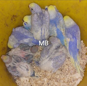 Dúhové andulky - 3