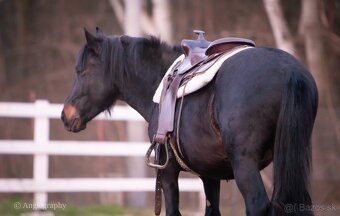 Hucul s top rodokmeňom. - 3