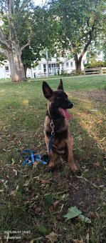 Belgický ovčiak malinois - 3