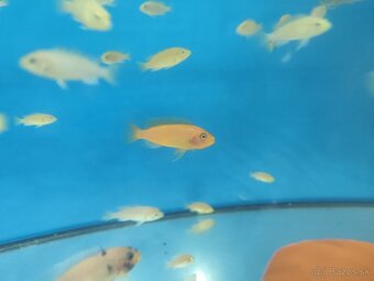 Malawi cichlidy - 3