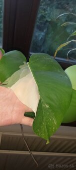 Panašovaná monstera  deliciosa albo 7 listov - 3