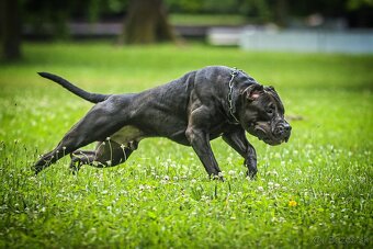 American Bully XL krytie - 3