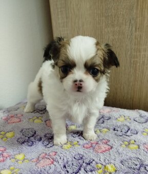 Čivava mini psík dlhosrstý - 3