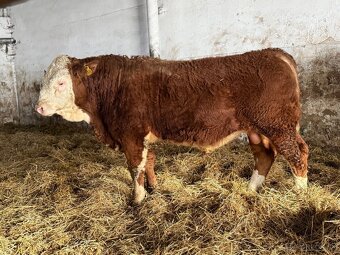 Plemenné býky Mäsový simentál - 3