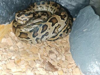 Pyton tmavý—(Python bivittatus) - 3