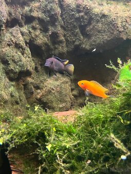 Akvarium s prislusenstvom - 3