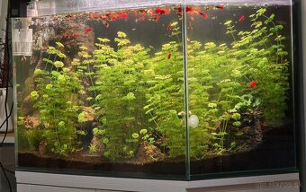 Limnophila sesiliflora - 3