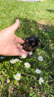 Mini Yorkshire terrier - 3