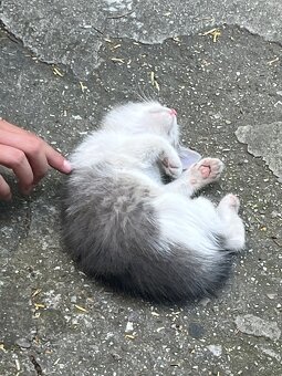 Darujeme mačiatka❤️ - 3