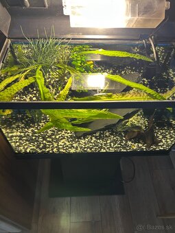 Predám akvárium 50l - 3