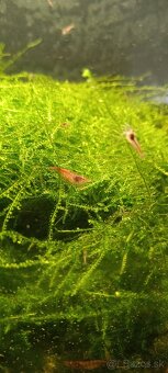 Predám krevety neocaridina - 3