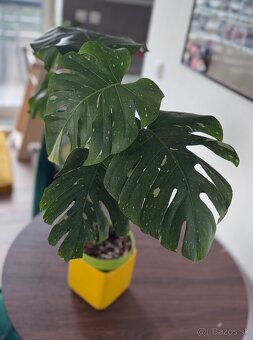 Monstera - 3