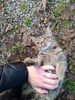 Darujem kocúrika - 3