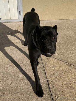predám sučku Cane corso - 3
