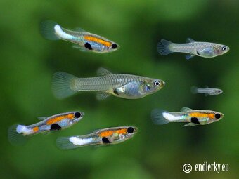 Predám Endlerky - rôzne farby - 3