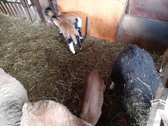 Predám kamerúnske ovce - 3