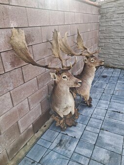 Trofeje, trofej, parozie, parohy - 3