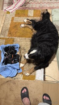 Bernsky salašnicky pes šteniatka - 3