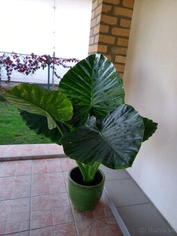 Alocasia macrorrhiza - 3