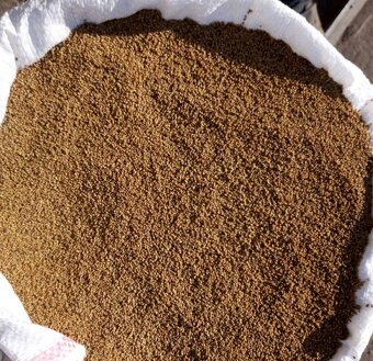 Osivo lucerna, lucerka - 3