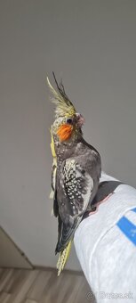 Rucne dokrmene vystavne korely - 3