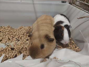 Predá 2 morské prasiatka plus klietka, seno, pliny ,krmivo - 3