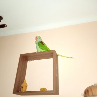 Alexander Veľký ručne dokrmene 2026 - 3