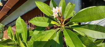 Plumeria - 3