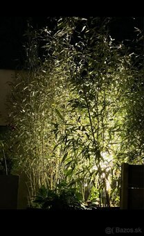 Bambus Phyllostachys–Rýchlorastúci živý plot / zelená stena - 3
