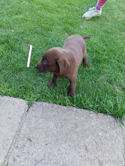 Predám šteniatka labradora - 3