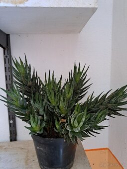 Ficus Benjamina a iné - 3