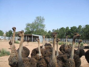 Emu hnedý (pštros) - posledné kusy - 3