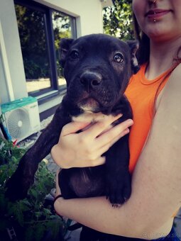 American Bully XL, šteniatko 9 týždňov / psík - 3