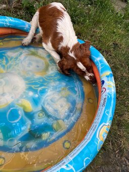 Welsh springer spaniel šteniatko - 3