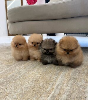 Pomeranian mini - 3