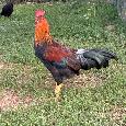 kohút vlašky jarabičej - 3