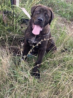 Cane corso - 3