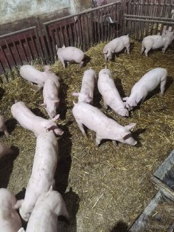 Predám odstavčata cca 25kg - 3
