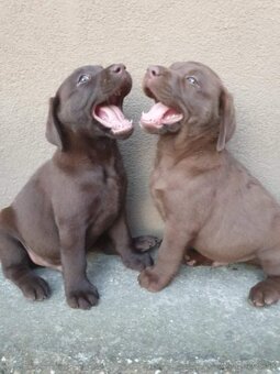 Čokoládový labrador šteniatka - 3