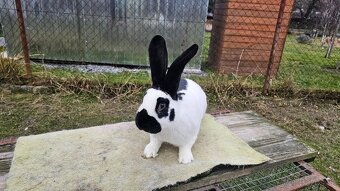 Nemecky obrovity strakac cierny - 3