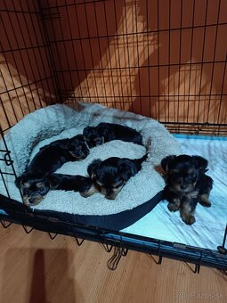 Yorkshirsky teriér - 3