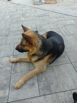 Nemecký ovčiak šteniatka - 3